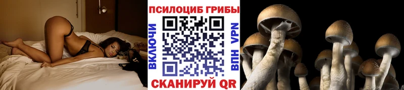 как найти закладки мориарти Telegram Галлюциногенные грибы MAGIC MUSHROOMS Новоалександровск